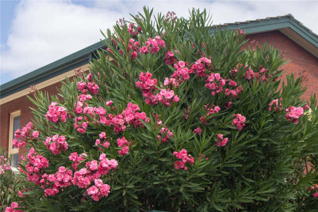 女孩嘴含夾竹桃拍照后中毒送醫(yī)上熱搜??！病從口入絕不是玩笑話